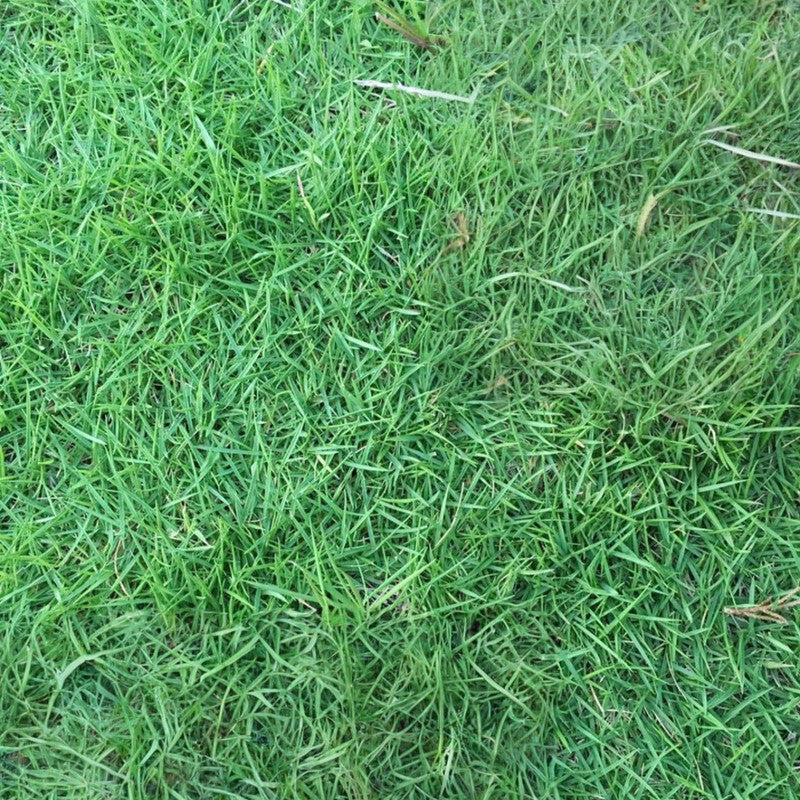 Unhulled Grass Seed