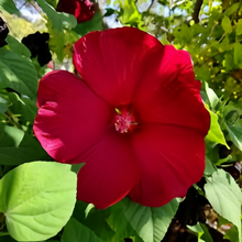 Dark Rose Red Flowering Okra Seeds