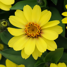 Yellow Zinnia Seeds
