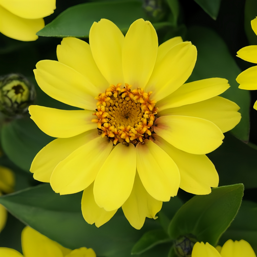 Yellow Zinnia Seeds