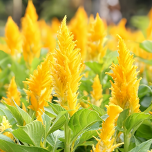 Yellow Celosia Seeds