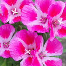Farewell-to-Spring Seeds - Pink