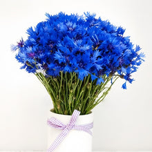 Cornflower Seeds - Blue Double