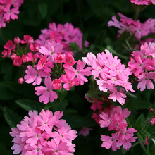 Garden Verbena Seeds - Rose Red