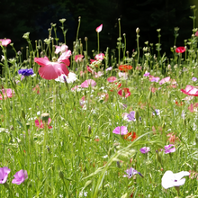 Spring Wildflower Mix