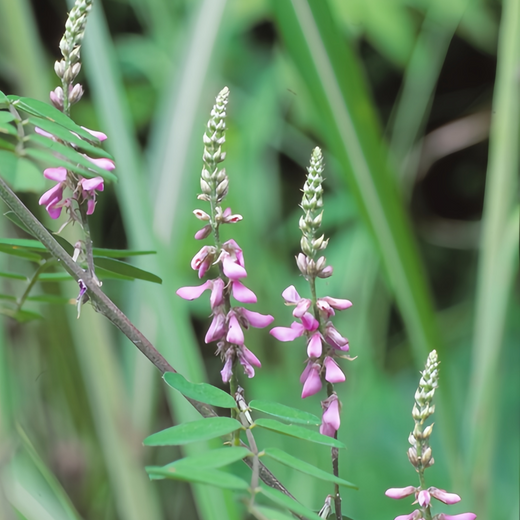 Indigofera Pseudotinctoria Seeds