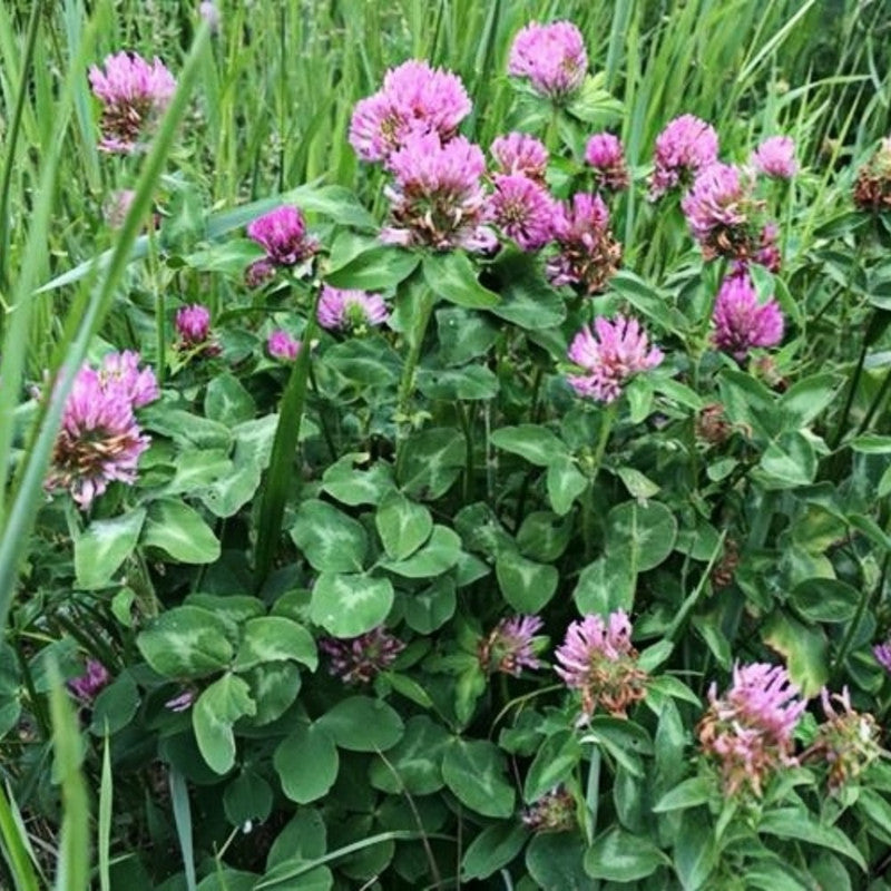 Red Clover Seeds - Larger Packet High Germination 1/4-1/2LB Onsaleseeds