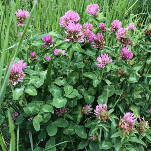 Red Clover Seeds