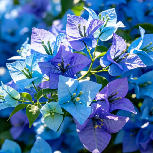 Blue Bougainvillea Seeds