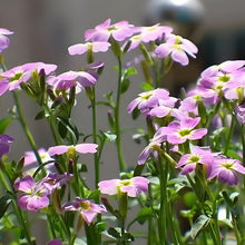 Malcolmia Seeds - Mix