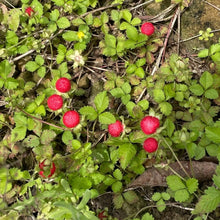 Indian Mock Strawberry Seeds