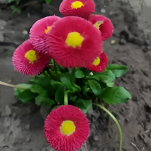 Red English Daisy Seeds