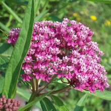 Pink Butterfly Milkweed Seeds