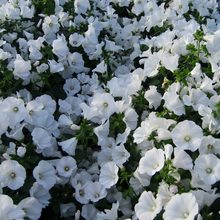 Rose Mallow Seeds - White