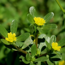 Purslane Seeds
