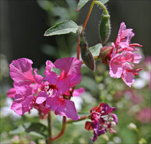 Mexican Butterwort Seeds - Purple