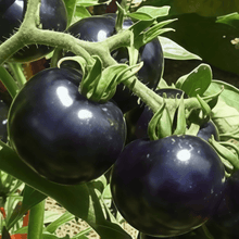 Black Tomato Seeds