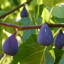 Fig Seeds