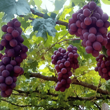 Grape Seeds