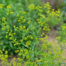 Bupleurum Seeds