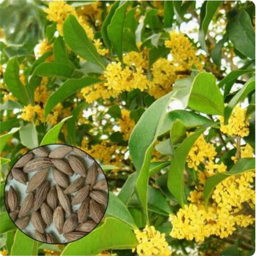 Osmanthus Seeds