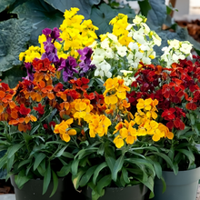 Wallflower Seeds - Mix