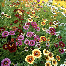 Painted Daisy Seeds - Mix