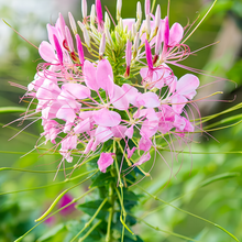 Clarkia Elegans Seeds - Purplish Red