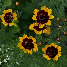 Plains Coreopsis Seeds - Red and Yellow