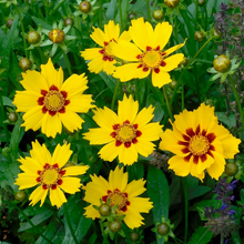Plains Coreopsis Seeds - Yellow