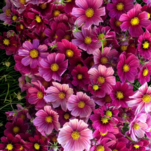Light Pink Red Cosmos Seeds