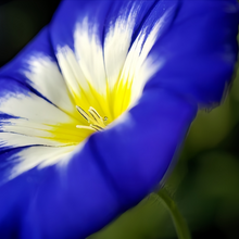 Blue Dwarf Morning Glory Seeds