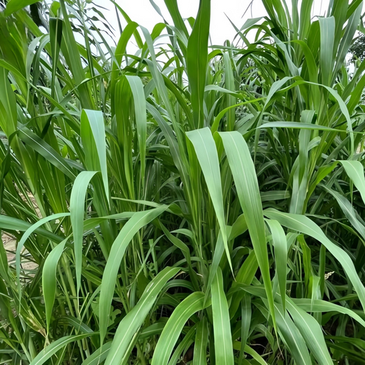 Sudan Grass Seeds