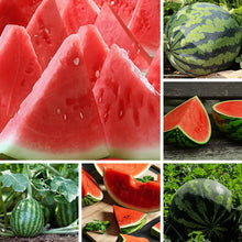 Watermelon Seeds