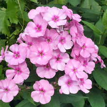 Phlox Paniculata Drummondii Seeds