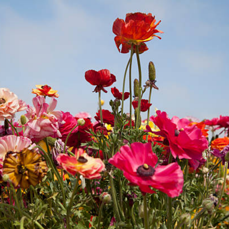 Wildflower Seeds up to 50%