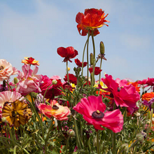 Wildflower Seeds