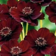Cosmos Seeds