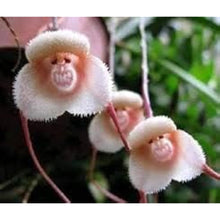Monkey Face Orchid Seeds