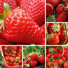 Strawberry Seeds