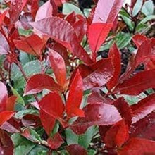 Red Tip Photinia Seeds