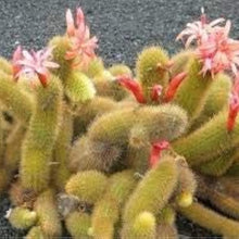 Monkey Tail Cactus Seeds