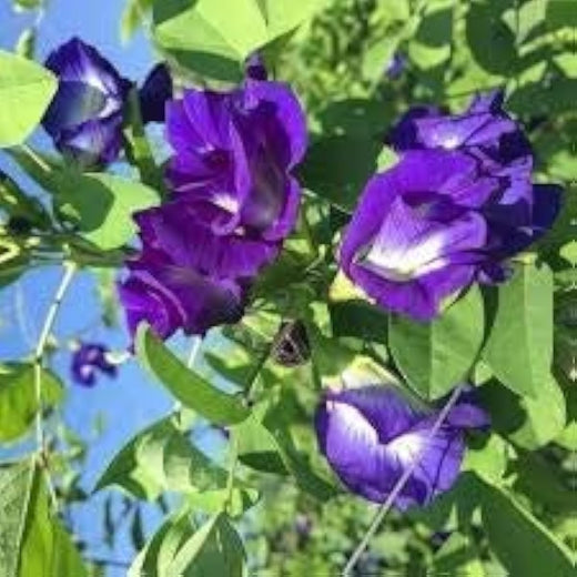 Butterfly Pea Seeds - Purple