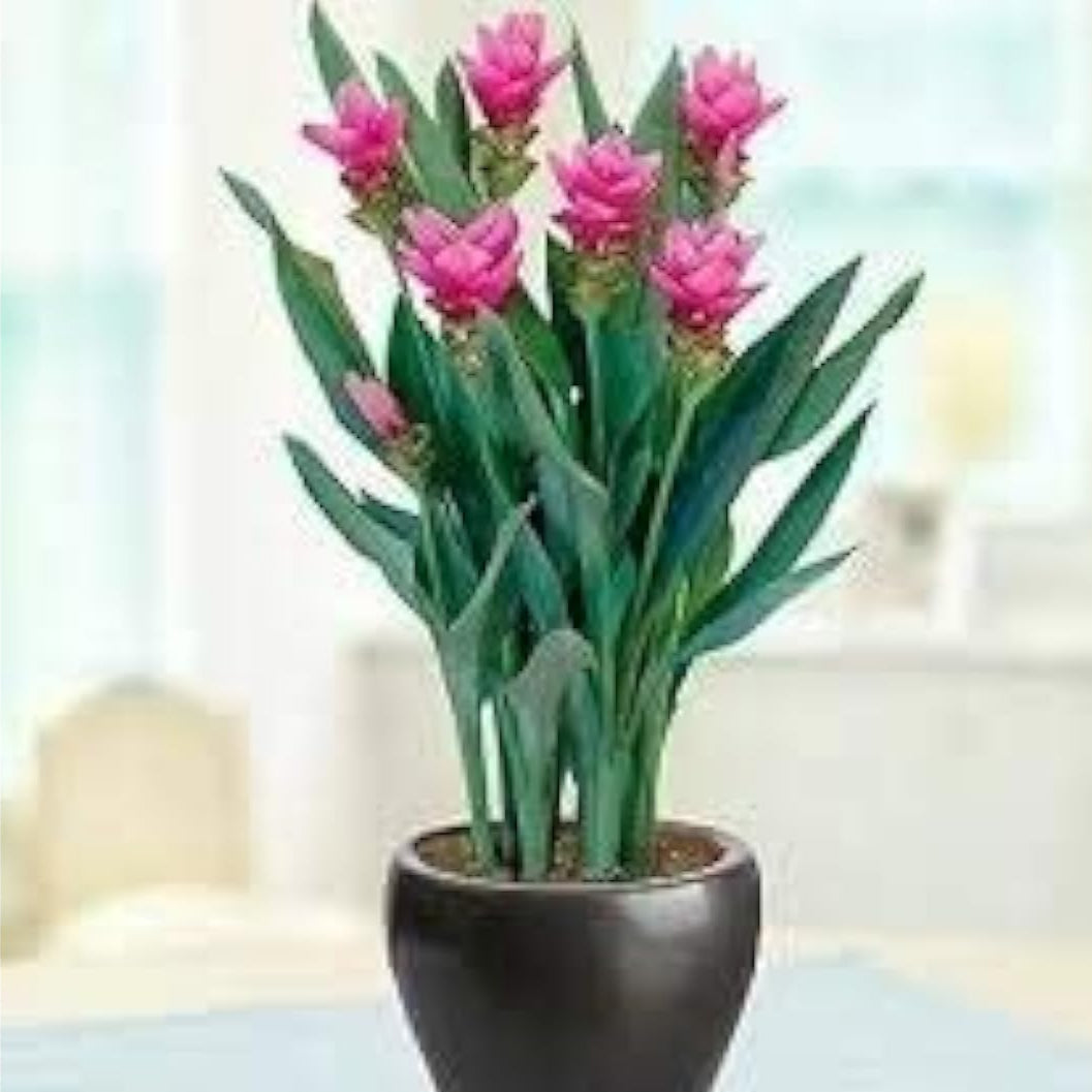 Thailand Pink Curcuma Seeds up to 50%