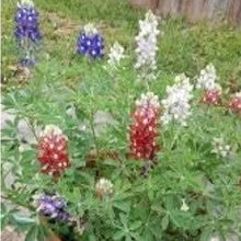 Texas Bluebonnet Seeds - Maroon
