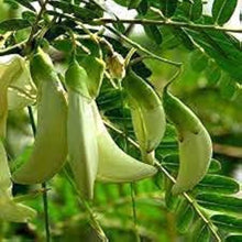 Sesbania Grandiflora Tree Seeds