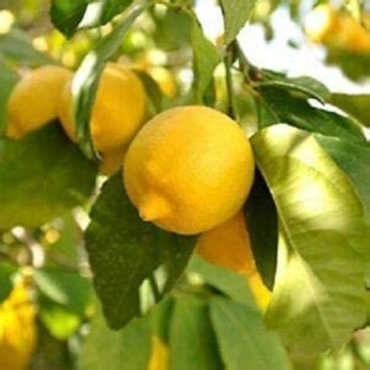 Dwarf Meyer Lemon Seeds up to 50%
