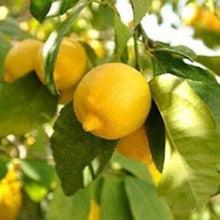 Dwarf Meyer Lemon Seeds