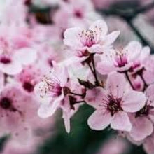 Pink Cherry Blossom Seeds