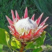 King Protea Seeds